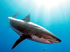 Carcharodon carcharias_012.jpg